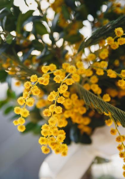 Mazzo di mimose gialle con foglie verdi.