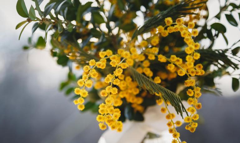 Bouquet de mimosas jaunes avec des feuilles vertes.